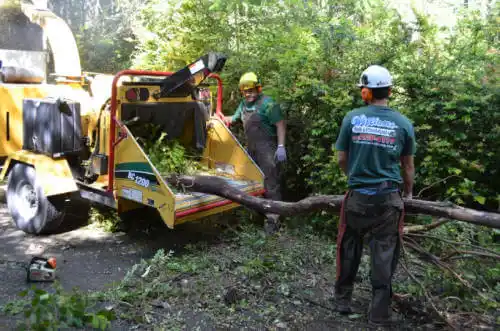 tree services Santa Ana